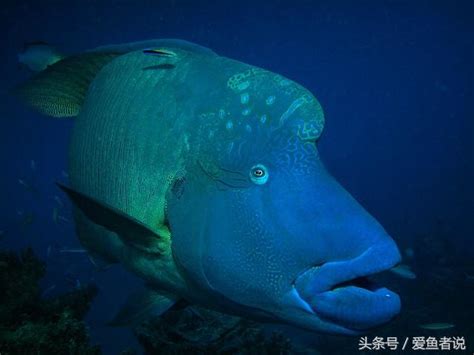 額頭凸凸的魚